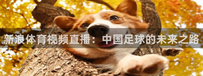 833比赛直播观看：新浪体育视频直播：中国足球的未来之路