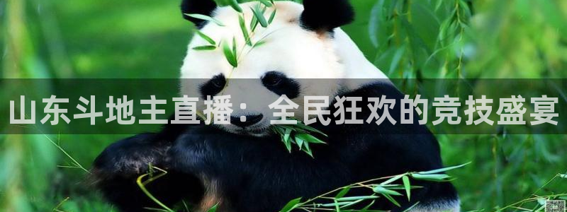 nba833直播：山东斗地主直播：全民狂欢的竞技盛宴
